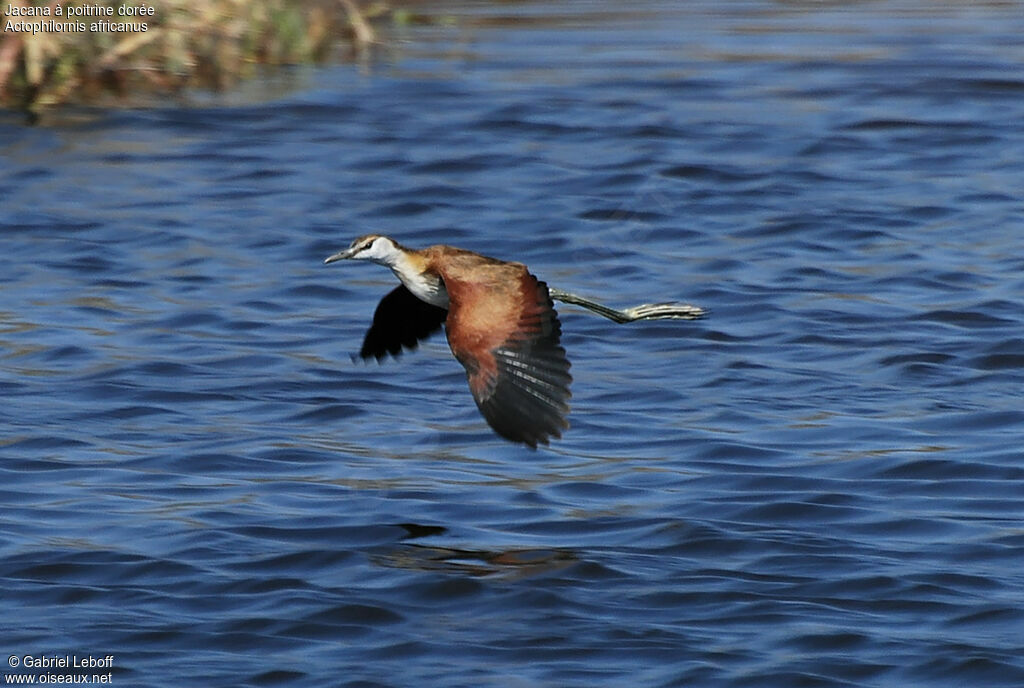 African Jacana