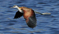 Jacana à poitrine dorée