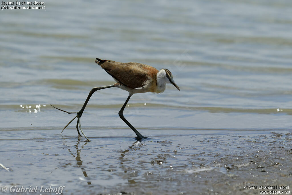 African Jacanaimmature