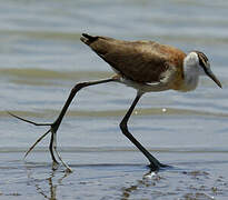 Jacana à poitrine dorée