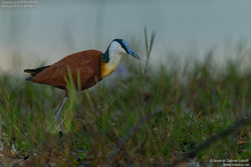 Jacana à poitrine dorée