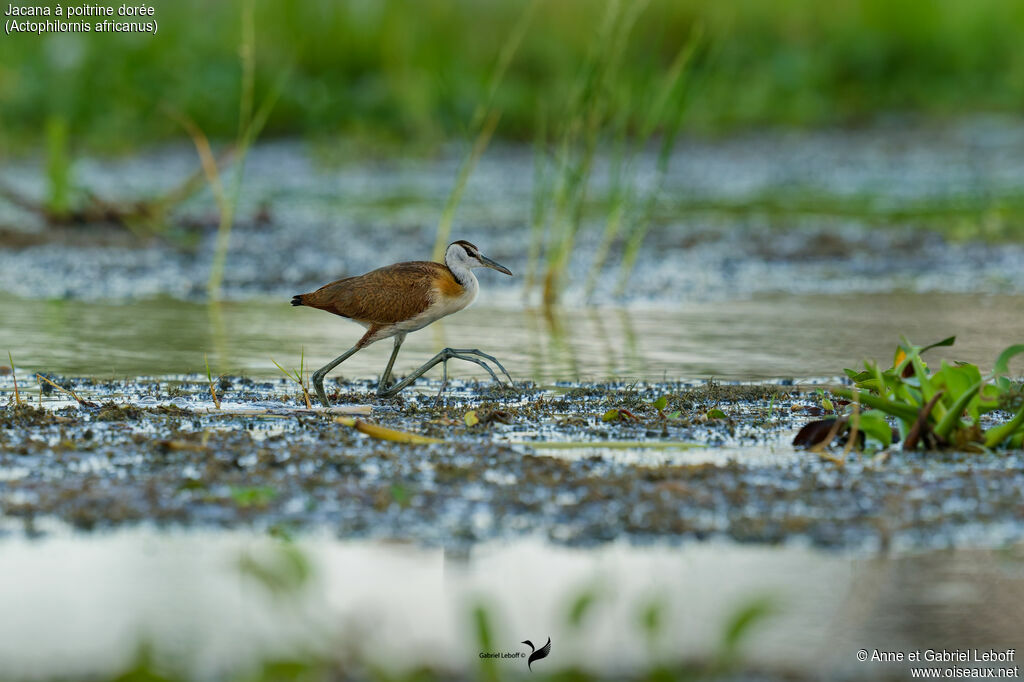 Jacana à poitrine dorée