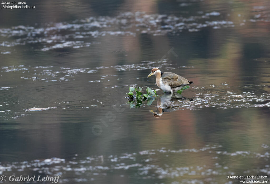 Bronze-winged Jacanajuvenile