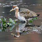 Jacana bronzé