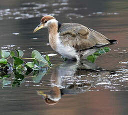 Jacana bronzé