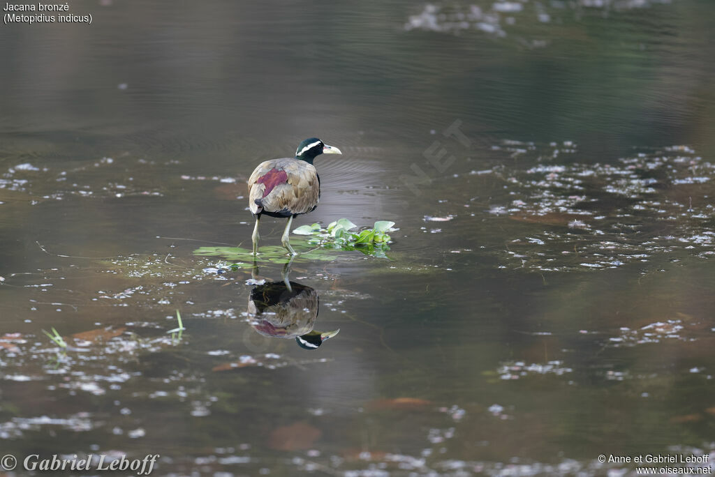 Jacana bronzé1ère année