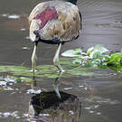 Jacana bronzé