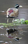 Jacana bronzé