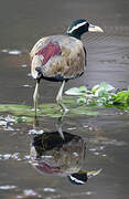 Bronze-winged Jacana