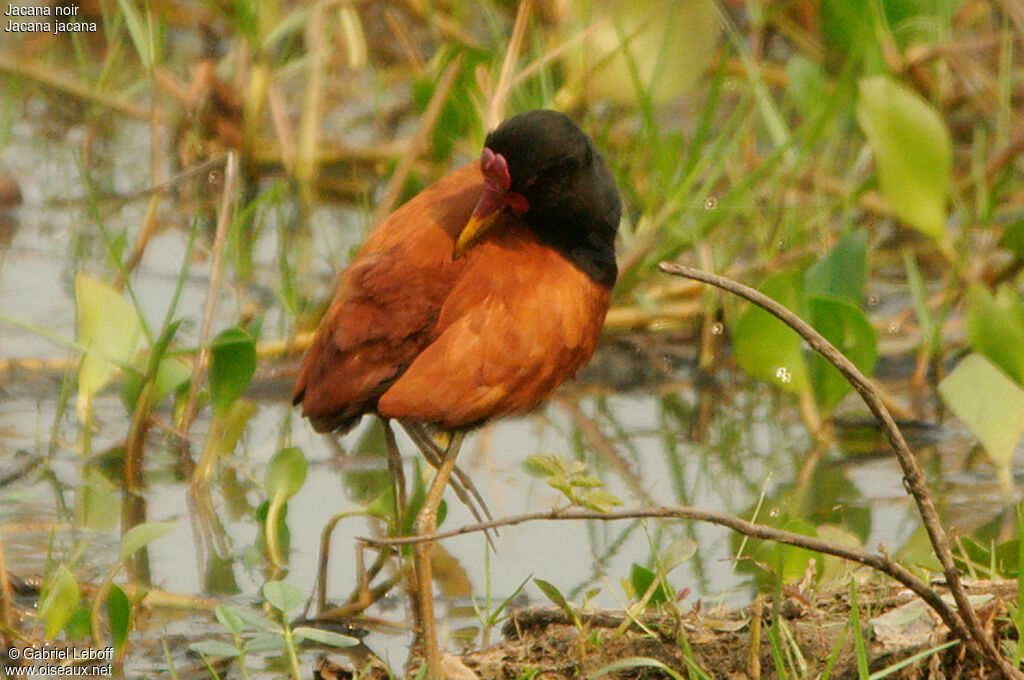 Wattled Jacana