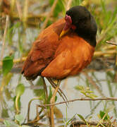 Wattled Jacana