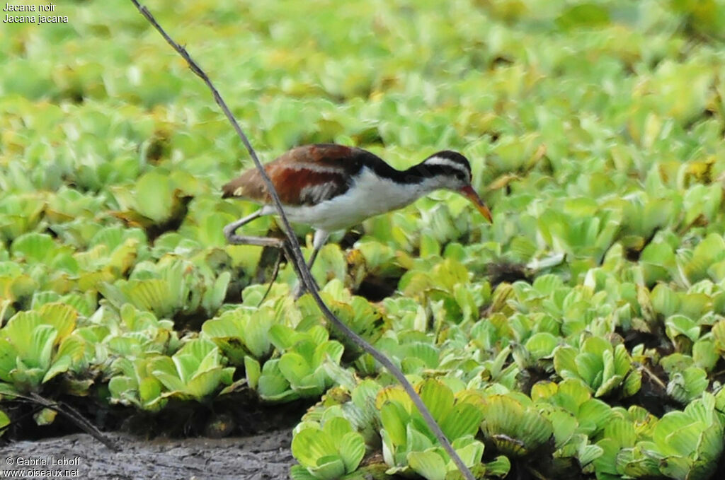 Jacana noirimmature