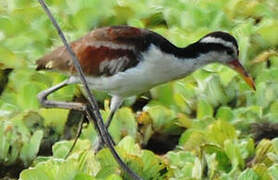 Wattled Jacana