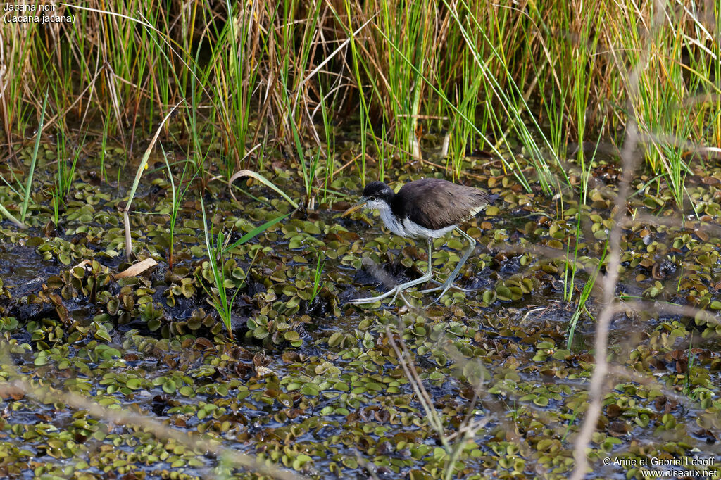 Jacana noirimmature