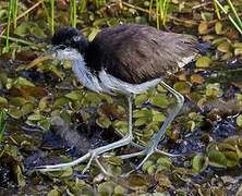 Wattled Jacana