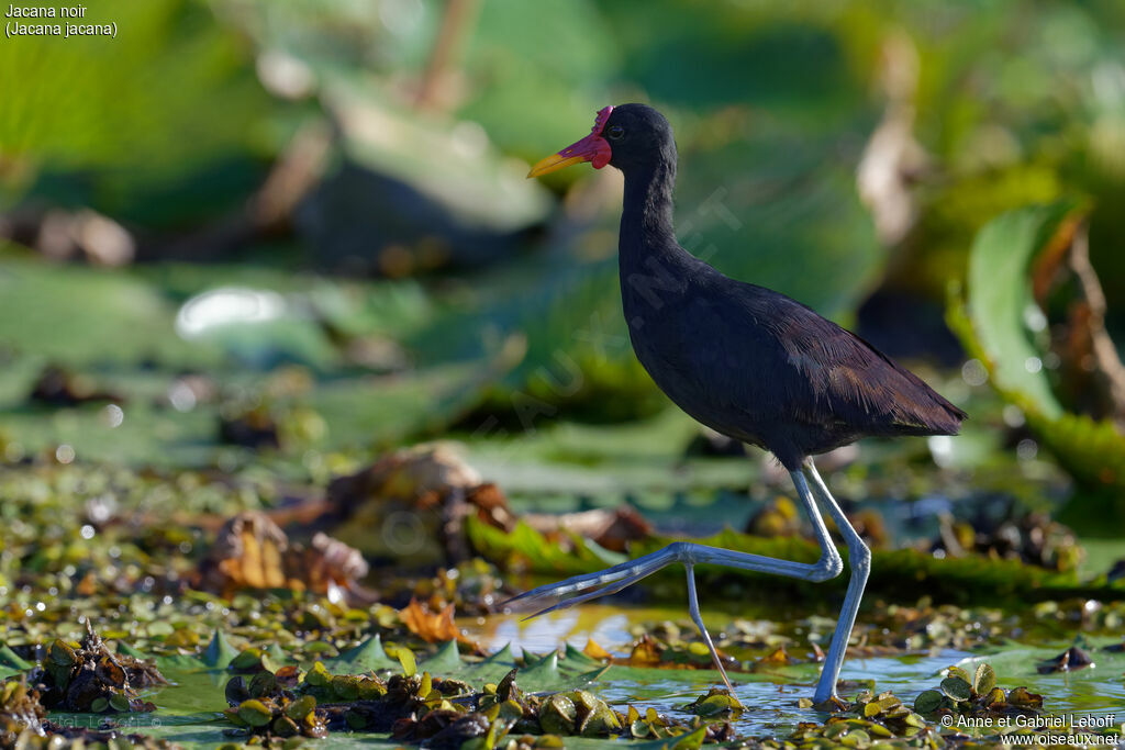 Jacana noiradulte