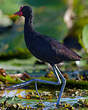 Jacana noir