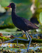 Wattled Jacana