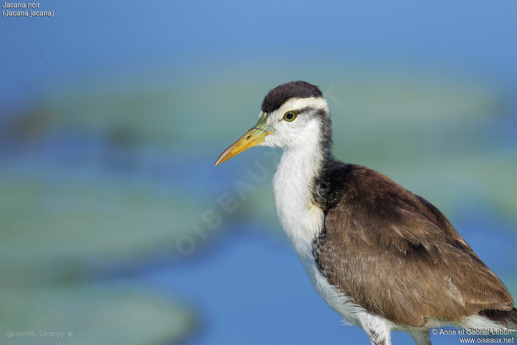 Jacana noirimmature