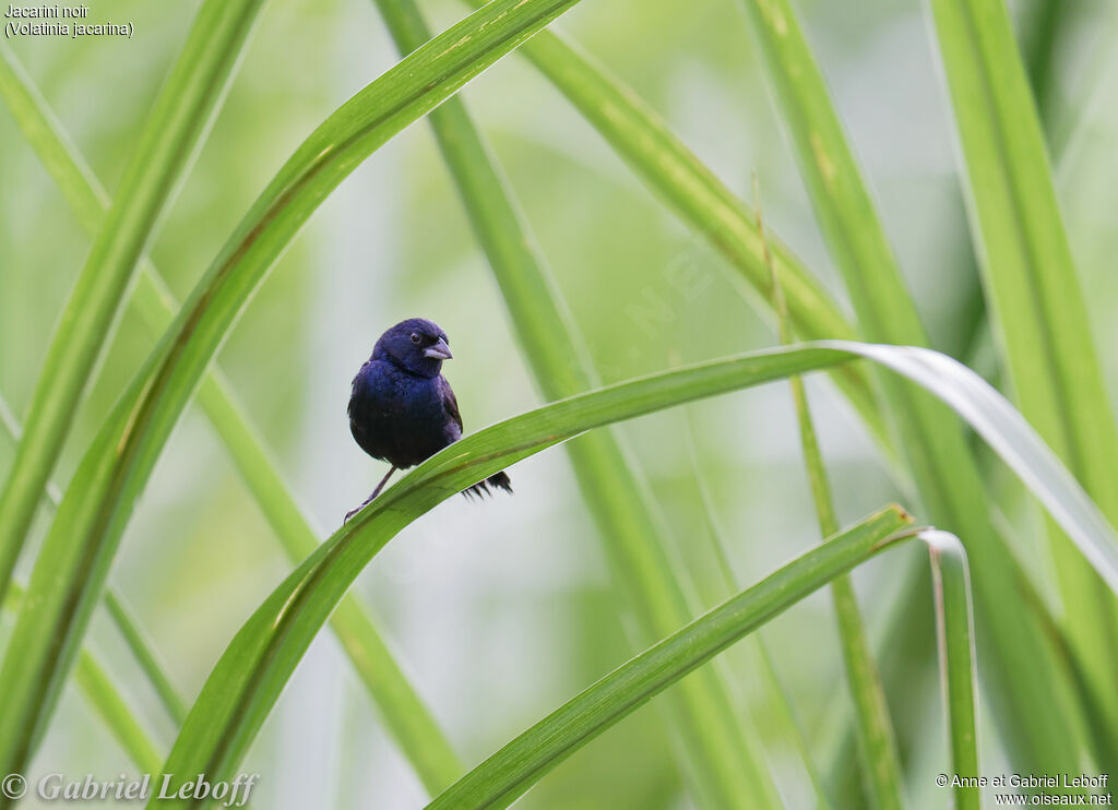 Blue-black Grassquit male