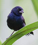 Blue-black Grassquit