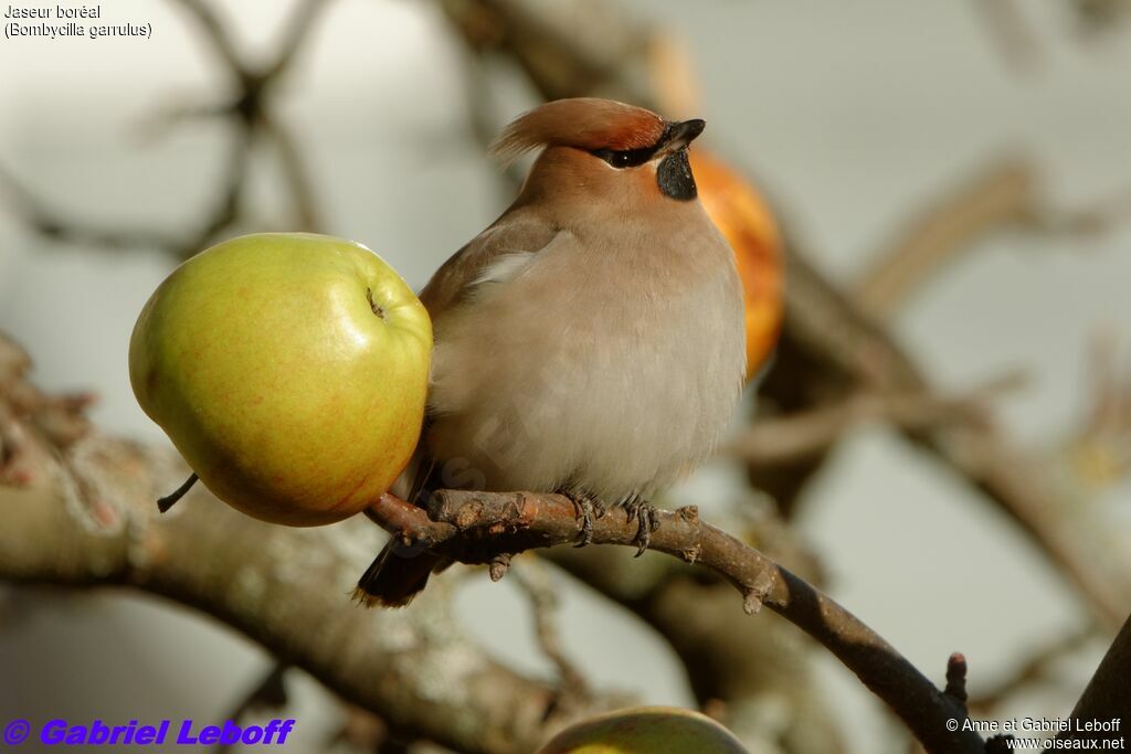 Bohemian Waxwing