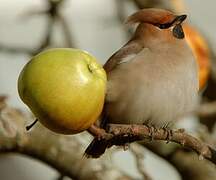 Bohemian Waxwing