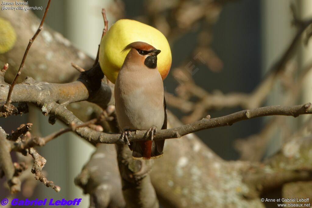 Bohemian Waxwing