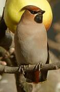 Bohemian Waxwing