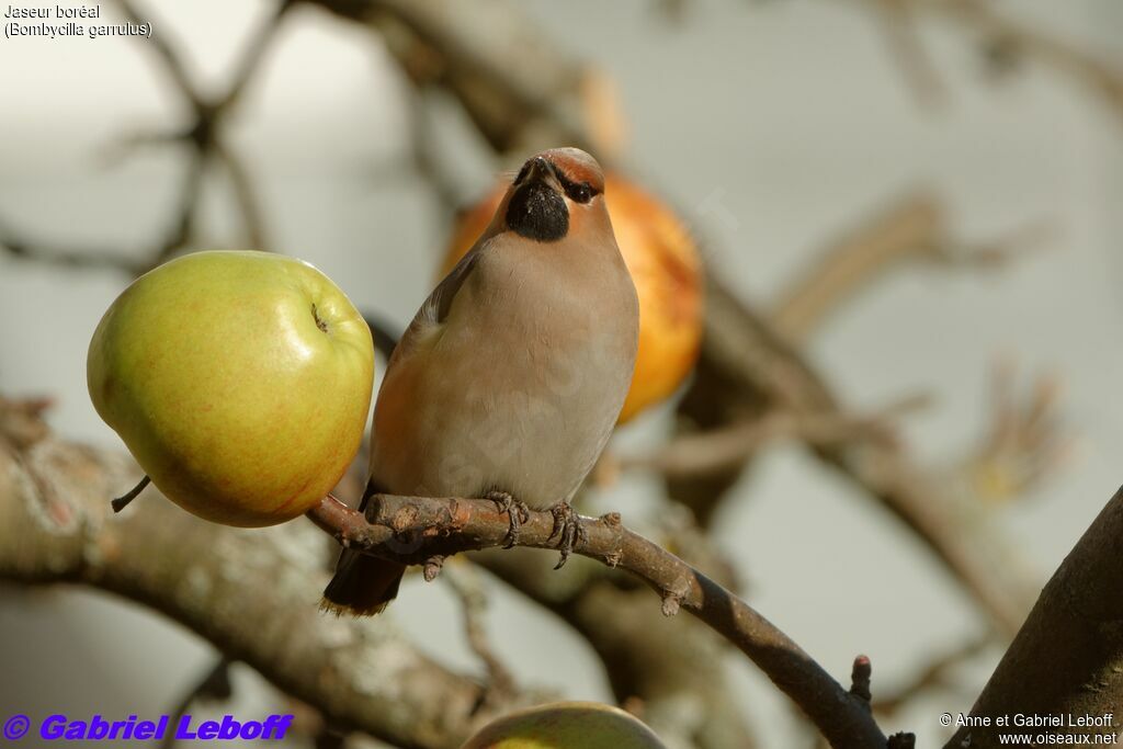 Bohemian Waxwing