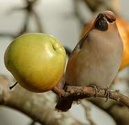 Bohemian Waxwing