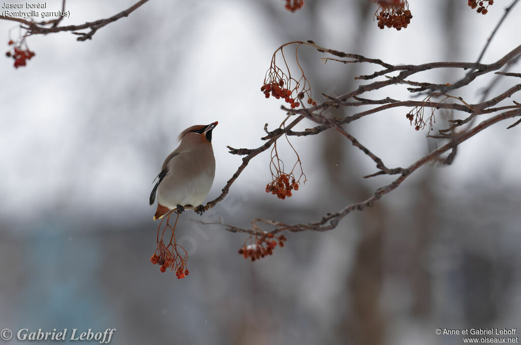 Bohemian Waxwing