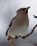 Bohemian Waxwing