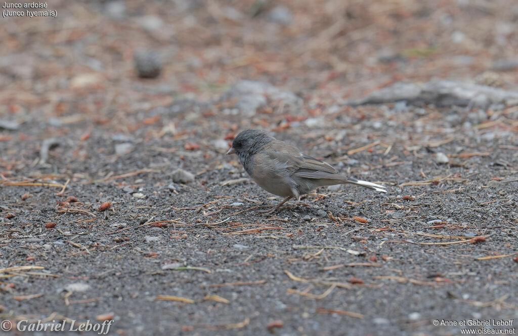 Junco ardoisé