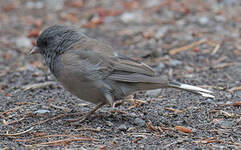 Junco ardoisé