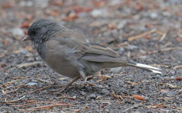 Junco ardoisé