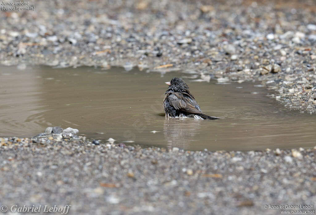 Junco ardoisé