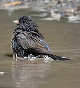 Dark-eyed Junco