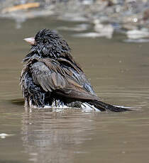 Junco ardoisé