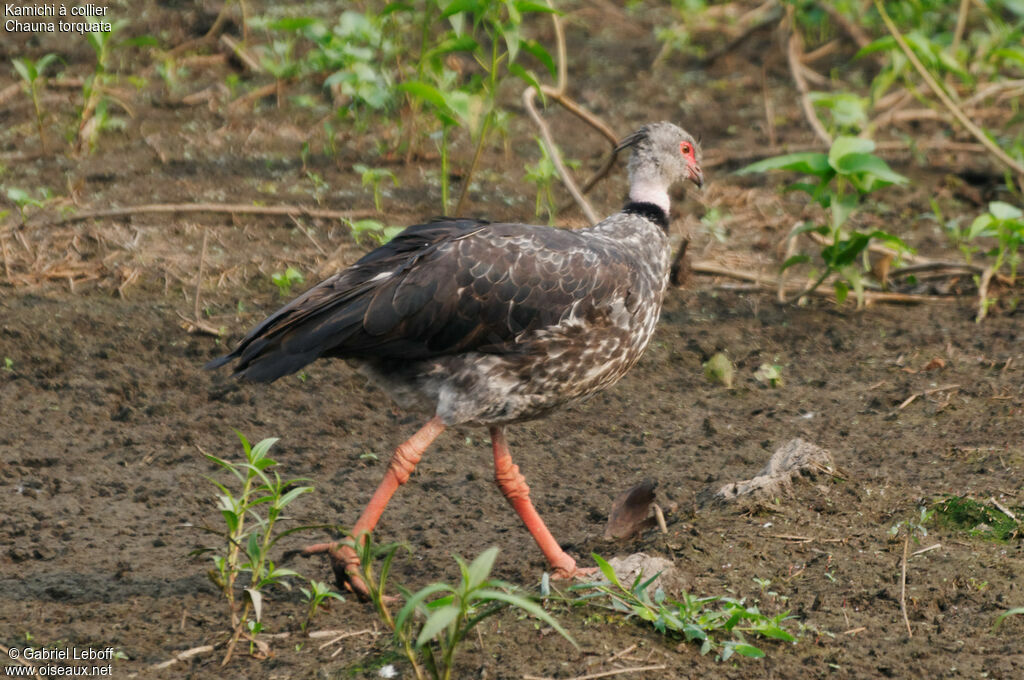 Southern Screamer