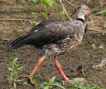 Southern Screamer