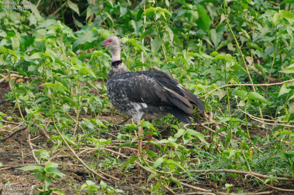 Southern Screamer