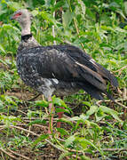 Southern Screamer