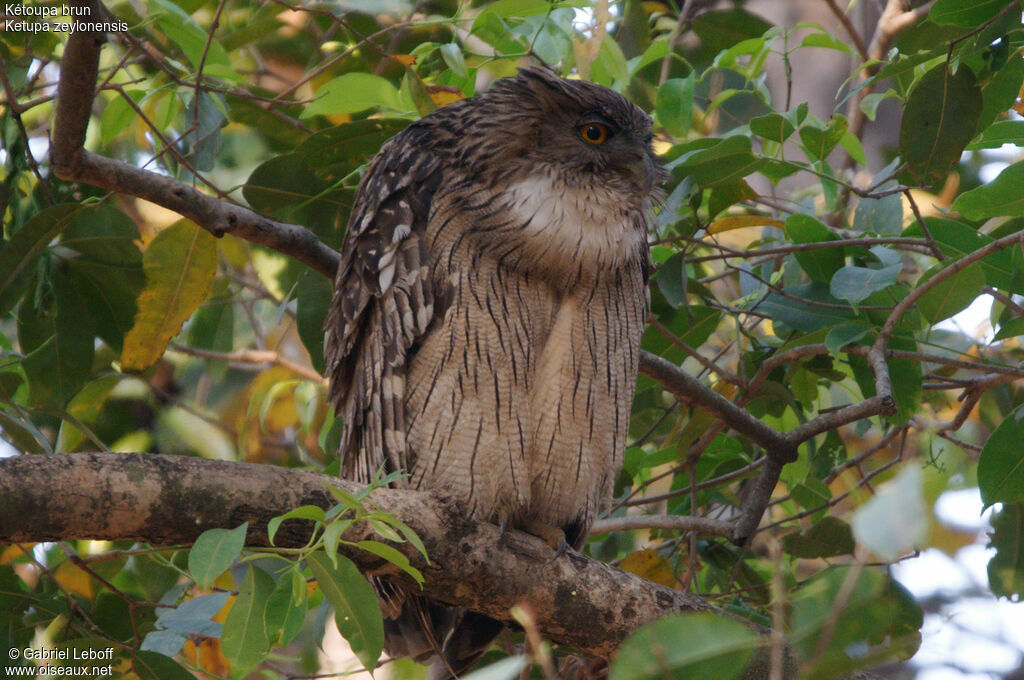 Brown Fish Owl