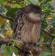 Brown Fish Owl