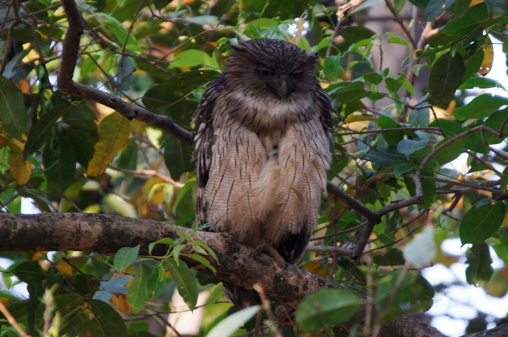 Brown Fish Owl