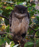 Brown Fish Owl