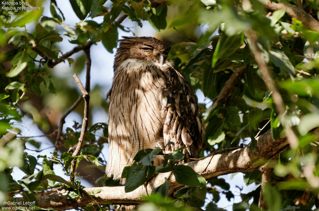 Brown Fish Owl