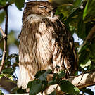 Kétoupa brun