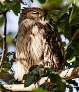 Brown Fish Owl